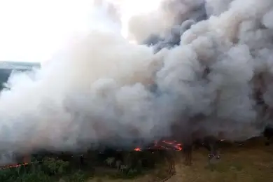 В Павлодарской области горел лес в резервате - фото 