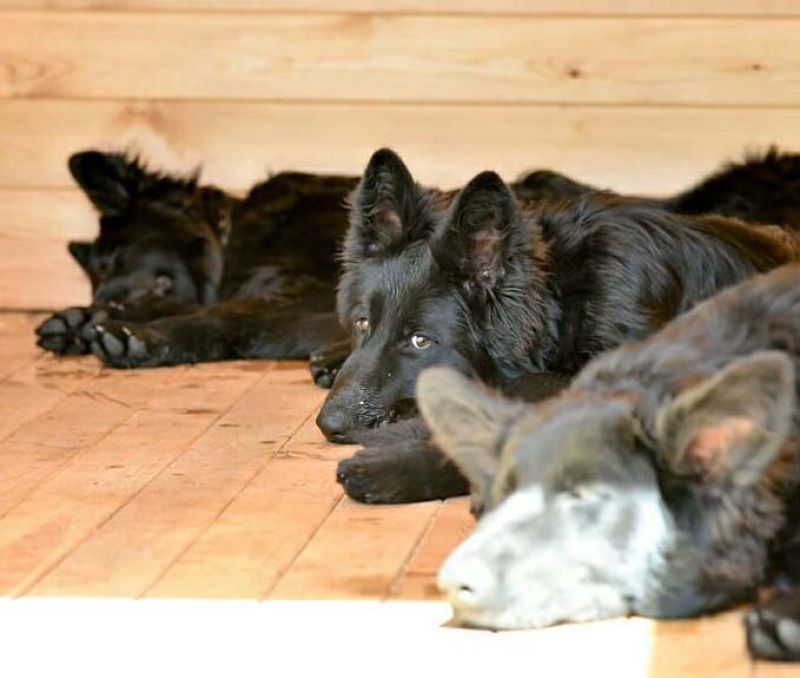 «Я своих собак никому не отдам» - мажилисмен Ходжаназаров рассказал о любимых животных