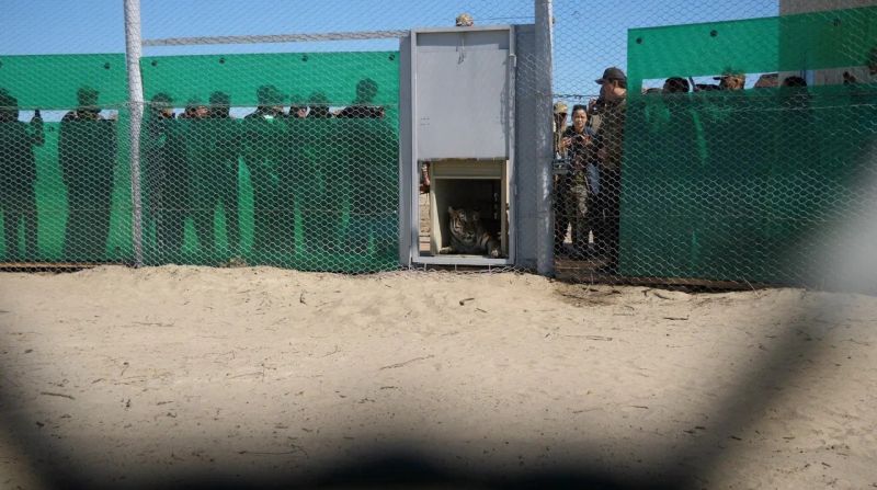 Тигры из Нидерландов в Казахстан летели с пересадкой