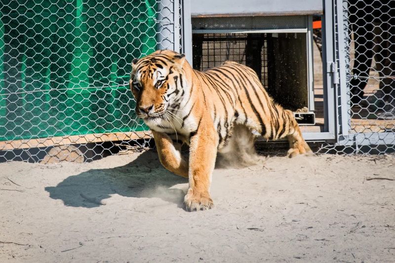 Тигры из Нидерландов в Казахстан летели с пересадкой
