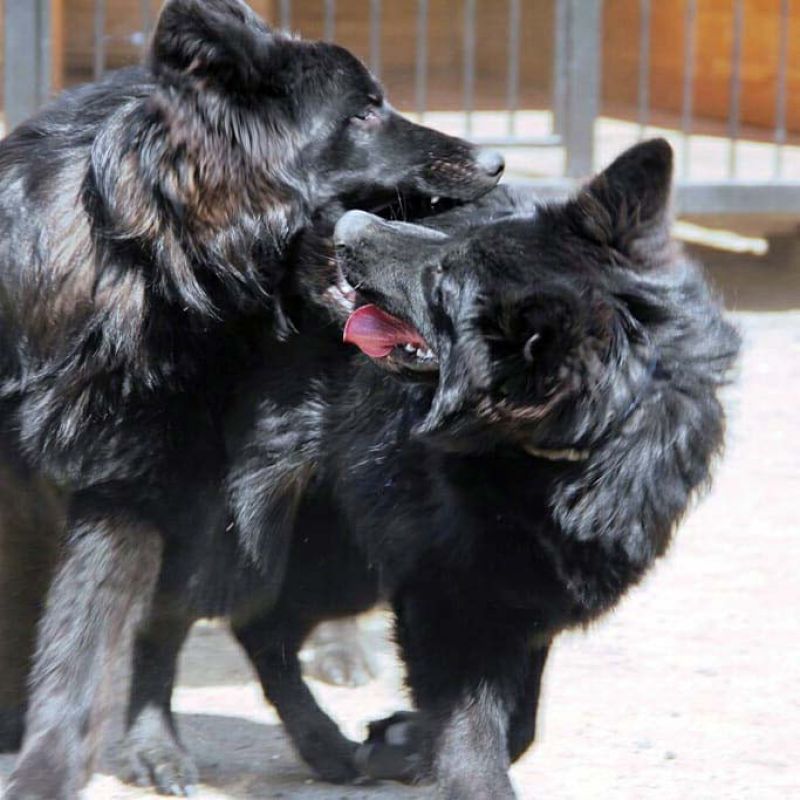 «Я своих собак никому не отдам» - мажилисмен Ходжаназаров рассказал о любимых животных