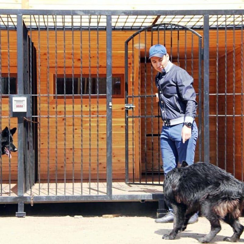 «Я своих собак никому не отдам» - мажилисмен Ходжаназаров рассказал о любимых животных