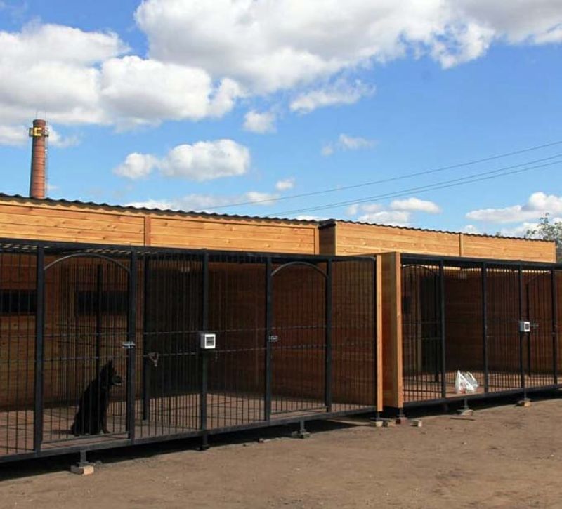 «Я своих собак никому не отдам» - мажилисмен Ходжаназаров рассказал о любимых животных