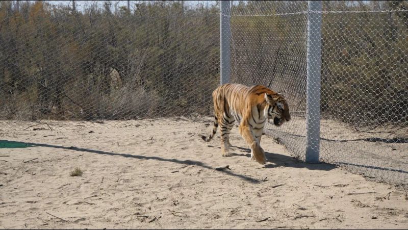 Тигры из Нидерландов в Казахстан летели с пересадкой