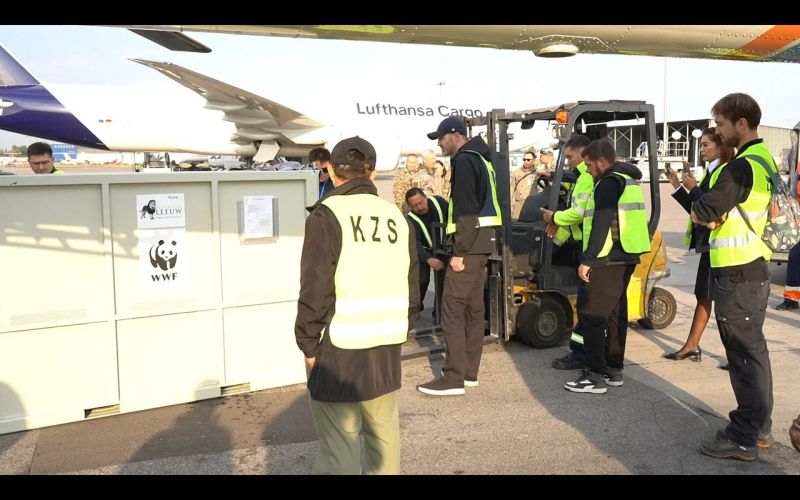 Тигры из Нидерландов в Казахстан летели с пересадкой