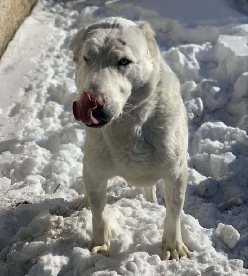 «Я своих собак никому не отдам» - мажилисмен Ходжаназаров рассказал о любимых животных