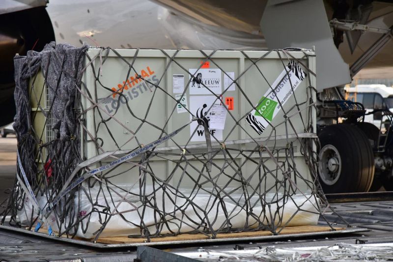 Тигры из Нидерландов в Казахстан летели с пересадкой